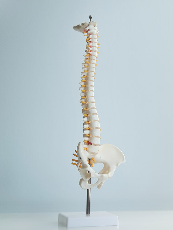 Spinal Adjustment in Anchorage AK - Whole Family Chiropractic