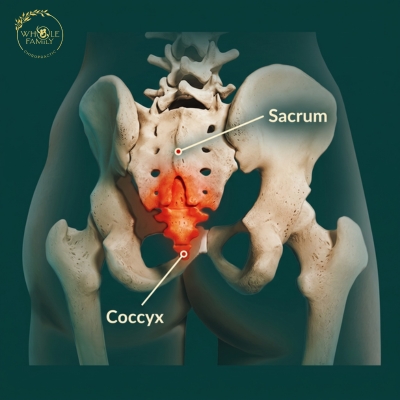 Anatomical illustration showing the sacrum and coccyx to explain the location of tailbone pain (coccydynia).